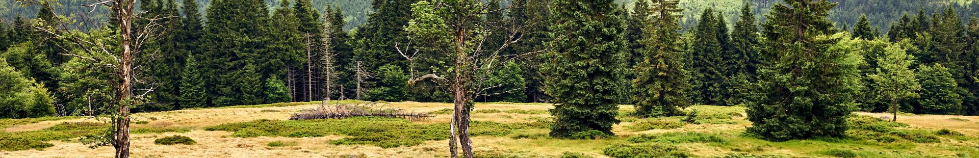 Der Bayerische Wald um den Reischlhof herum bei Tag