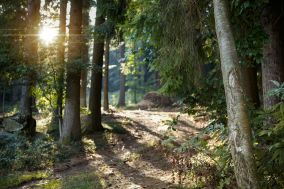 Der Bayerische Wald um den Reischlhof herum